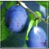Prunus domestica Earliblue - Śliwa Earliblue FOTO