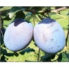 Prunus domestica Haganta - Śliwa Haganta FOTO 