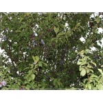 Prunus domestica Herman - Śliwa Herman balotowana 60-120cm