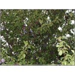 Prunus domestica Herman - Śliwa Herman FOTO 