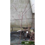Prunus domestica Królowa Wiktoria - Śliwa Królowa Wiktoria FOTO 
