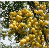 Prunus domestica Mirabelka z Nancy - Śliwa  Mirabelka z Nancy balotowana 60-120cm