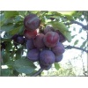 Prunus domestica Opal - Śliwa Opal FOTO