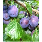 Prunus domestica Record - Śliwa Record FOTO 