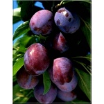 Prunus domestica Silvia - Śliwa Silvia FOTO