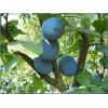 Prunus domestica Stanley - Śliwa Stanlej FOTO