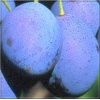 Prunus domestica Tolar - Śliwa Tolar FOTO