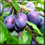 Prunus domestica Valor - Śliwa Valor FOTO