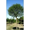 Prunus eminens Umbraculifera - Wiśnia osobliwa Umbraculifera - Prunus eminens Globosa - Wiśnia osobliwa Globosa - białe PA _160-180cm C5 _180-200cm