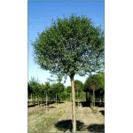 Prunus eminens Umbraculifera - Wiśnia osobliwa Umbraculifera - Prunus eminens Globosa - Wiśnia osobliwa Globosa - białe PA _160-180cm C5 _180-200cm
