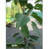 Prunus Hortensja - Czerecha Hortensja - Czereśnio-wiśnia Hortensja C5 60-120cm