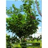 Prunus incisa Midori-zakura - Wiśnia wczesna Midori-zakura - białe FOTO
