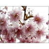 Prunus incisa Oshidori - Wiśnia wczesna Oshidori - różowe FOTO