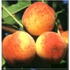Prunus persica Harbinger - Brzoskwinia Harbinger FOTO