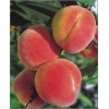 Prunus persica Reliance - Brzoskwinia Reliance balotowana 60-120cm