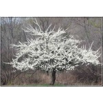 Prunus salicina Santa Rosa - Śliwa japońska Santa Rosa balotowana 60-120cm 
