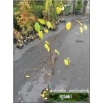 Prunus salicina Santa Rosa - Śliwa japońska Santa Rosa C5 60-120cm