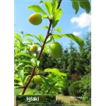 Prunus salicina Santa Rosa - Śliwa japońska Santa Rosa C5 60-120cm