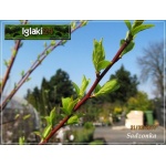 Prunus salicina Shiro - Śliwa japońska Shiro C5 60-120cm