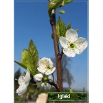 Prunus salicina Shiro - Śliwa japońska Shiro balotowana 60-120cm