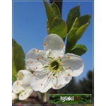 Prunus salicina Shiro - Śliwa japońska Shiro balotowana 60-120cm
