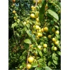 Prunus salicina Żółta Afaska - Śliwa japońska Żółta Afaska FOTO