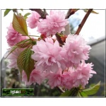 Prunus serrulata Kiku-shidare-zakura - Wiśnia piłkowana Kiku-shidare-zakura - różowe PA _120-150cm C7,5 _120-150cm