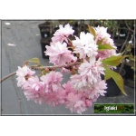 Prunus serrulata Kiku-shidare-zakura - Wiśnia piłkowana Kiku-shidare-zakura - różowe FOTO