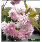 Prunus serrulata Kiku-shidare-zakura - Wiśnia piłkowana Kiku-shidare-zakura - różowe FOTO