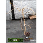 Prunus serrulata Kiku-shidare-zakura - Wiśnia piłkowana Kiku-shidare-zakura - różowe PA _120-150cm C7,5 _120-150cm