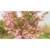 Prunus serrulata Pink Perfection - Wiśnia piłkowana Pink Perfection - różowe FOTO