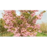 Prunus serrulata Pink Perfection - Wiśnia piłkowana Pink Perfection - różowe FOTO