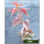 Prunus serrulata Royal Burgundy - Wiśnia piłkowana Royal Burgundy - różowe C3 60-80cm