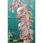Prunus serrulata Royal Burgundy - Wiśnia piłkowana Royal Burgundy - różowe C3 60-80cm