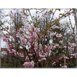 Prunus subhirtella Accolade - Wiśnia kosmata Accolade - białoróżowe FOTO