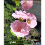 Prunus triloba - Migdałek trójklapowy - różowe f. krzewiasta C3 40-60cm