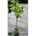 Prunus triloba - Migdałek trójklapowy - różowe PA C5 80-140cm 