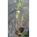 Prunus triloba - Migdałek trójklapowy - różowe f. krzewiasta C3 40-60cm