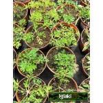 Pulsatilla vulgaris Alba - Sasanka zwyczajna Alba - biała, wys 20, kw 4/5 FOTO
