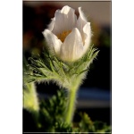Pulsatilla vulgaris Alba - Sasanka zwyczajna Alba - biała, wys 20, kw 4/5 FOTO