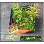 Pulsatilla vulgaris Rubra - Sasanka zwyczajna Rubra - czerwona, wys 25, kw 3/5 FOTO