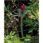 Pulsatilla vulgaris Rubra - Sasanka zwyczajna Rubra - czerwona, wys 25, kw 3/5 FOTO