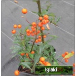 Pyracantha coccinea Orange Glow - Ognik szkarłatny Orange Glow - pomarańczowo-czerwony C3 20-60cm 