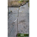 Pyrus pyrifolia Chojuro - Jabłoniogrusza japońska Chojuro - Grusza azjatycka Chojuro C5 60-120cm