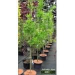 Quercus palustris Green Pillar - Dąb błotny Green Pillar FOTO