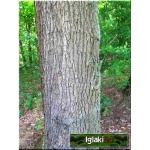 Quercus robur - Dąb szypułkowy C5 90-150cm