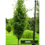 Quercus robur Fastigiata - Dąb szypułkowy Fastigiata ob. _14-16 C_60 _300-400cm 