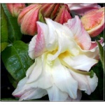 Rhododendron Cannon\'s Double - Azalea Cannon\'s Double - Azalia Cannon\'s Double - różowo-kremowo-żółte C5 20-40cm