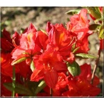 Rhododendron Feuerwerk - Azalea Feuerwerk - Azalia Feuerwerk - pomarańczowo-czerwone C2 20-60cm 
