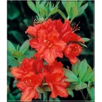 Rhododendron Feuerwerk - Azalea Feuerwerk - Azalia Feuerwerk - pomarańczowo-czerwone FOTO 